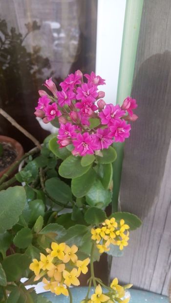  - Kalanchoe