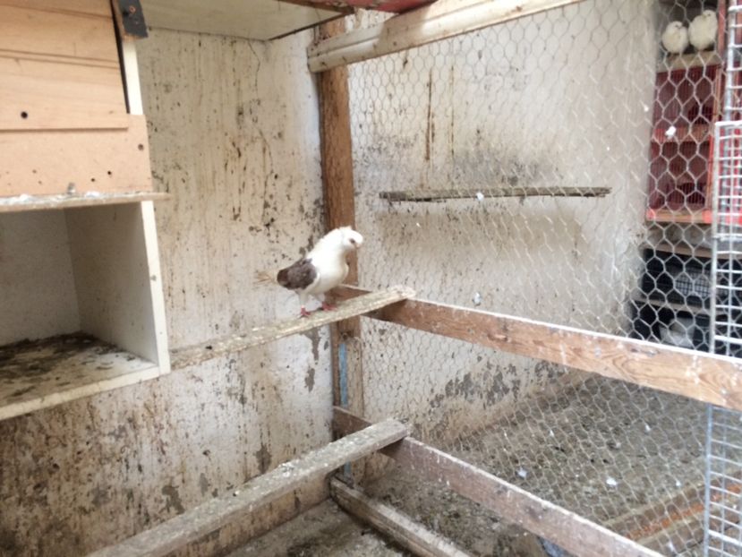 AD7860EC-48FE-422F-961A-90173D401A9E - porumbei 2