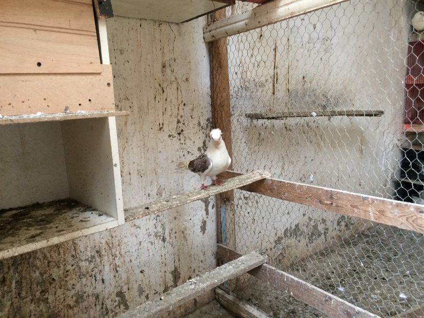 89D10D3E-C72F-4D84-810D-3DEB1F7E5BCB - porumbei 2