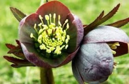  - Spânzul - Helleborus