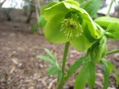  - Spânzul - Helleborus