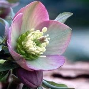  - Spânzul - Helleborus