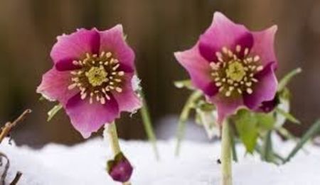  - Spânzul - Helleborus