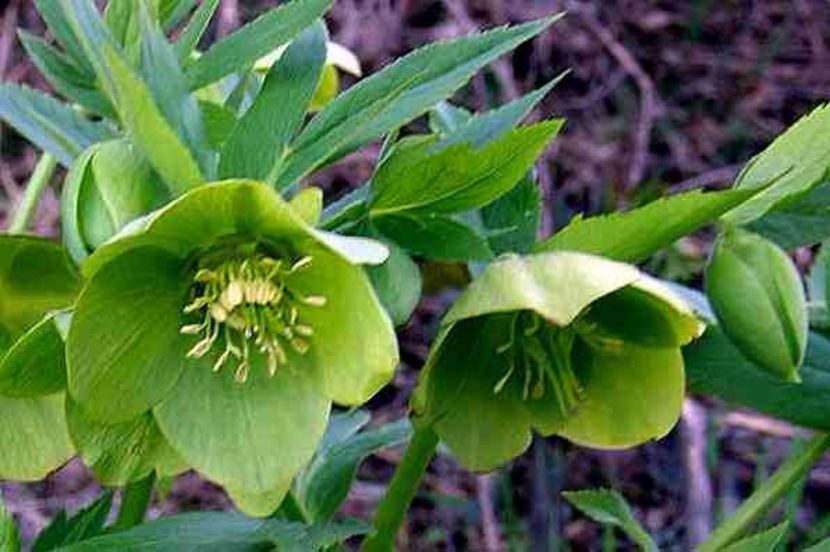  - Spânzul - Helleborus