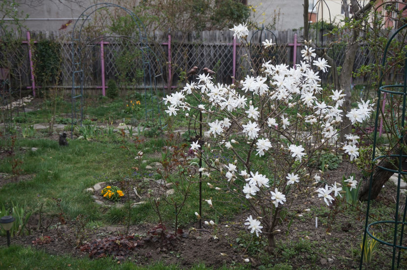 Magnolia stellata - Aprilie