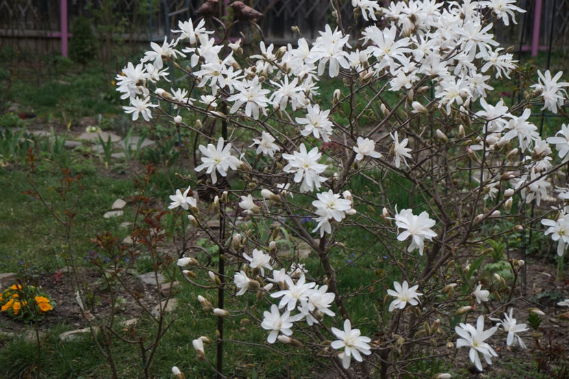 ... gatita ca o mireasa - Aprilie