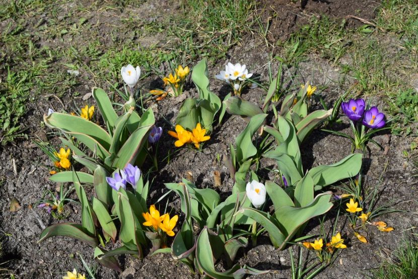  - 000000000000001   GRADINA MEA