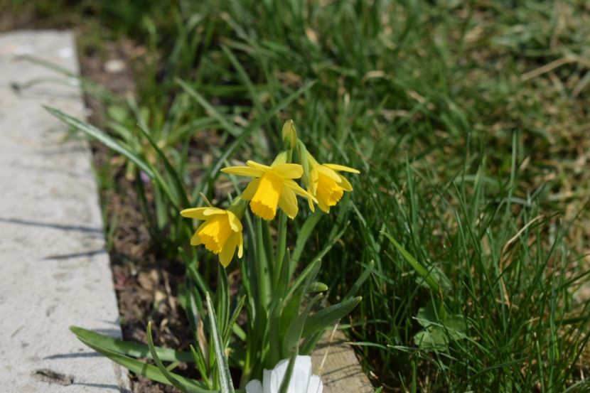  - 000000000000001   GRADINA MEA