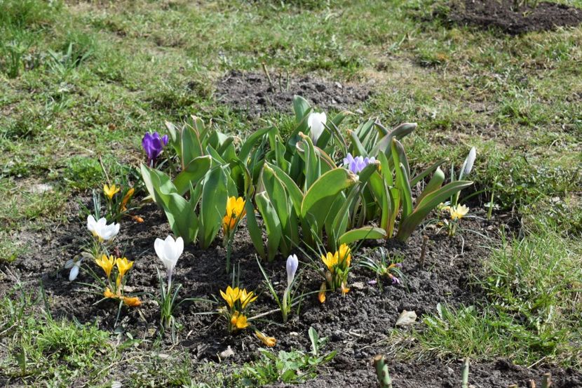  - Primavara lui 2018 in gradina mea