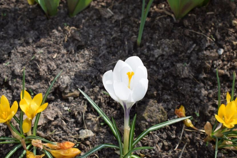  - Primavara lui 2018 in gradina mea