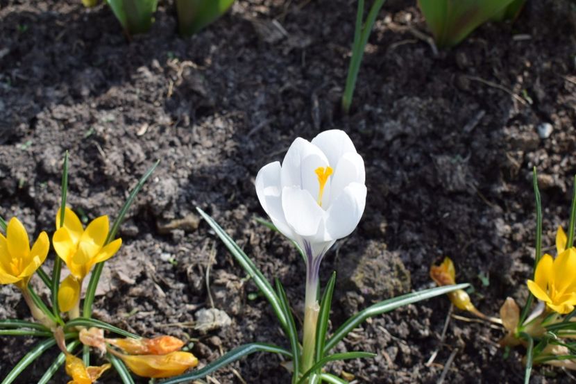  - Primavara lui 2018 in gradina mea