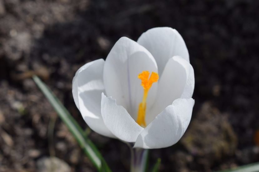  - Primavara lui 2018 in gradina mea