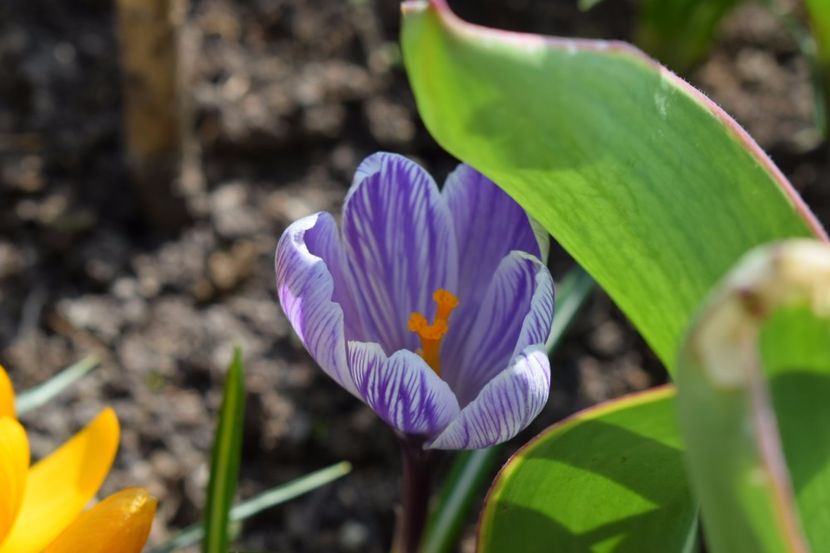 - Primavara lui 2018 in gradina mea