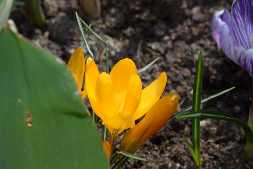  - Primavara lui 2018 in gradina mea