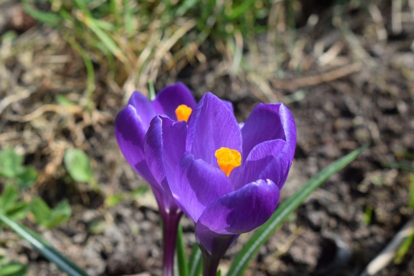  - Primavara lui 2018 in gradina mea