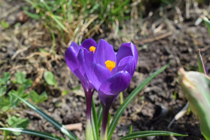  - Primavara lui 2018 in gradina mea