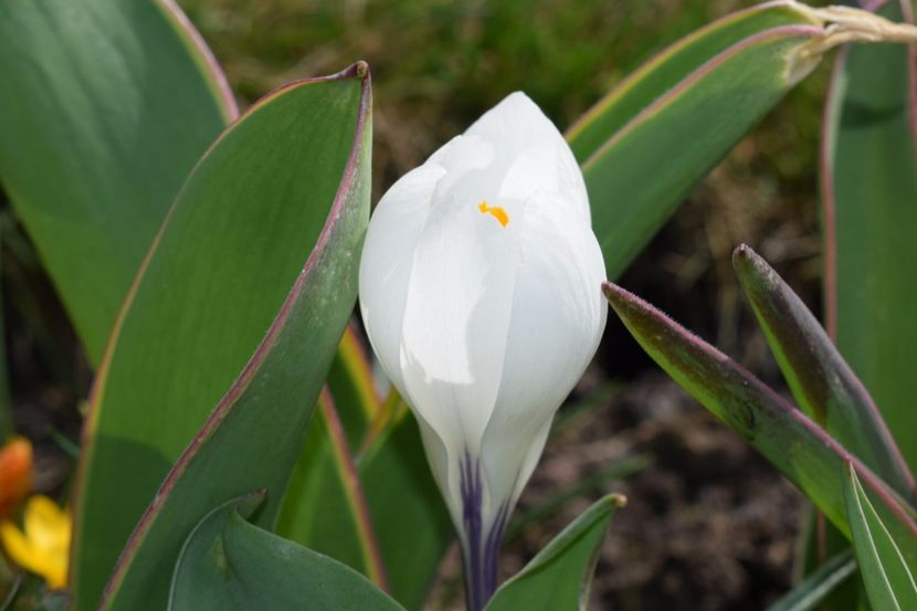  - Primavara lui 2018 in gradina mea