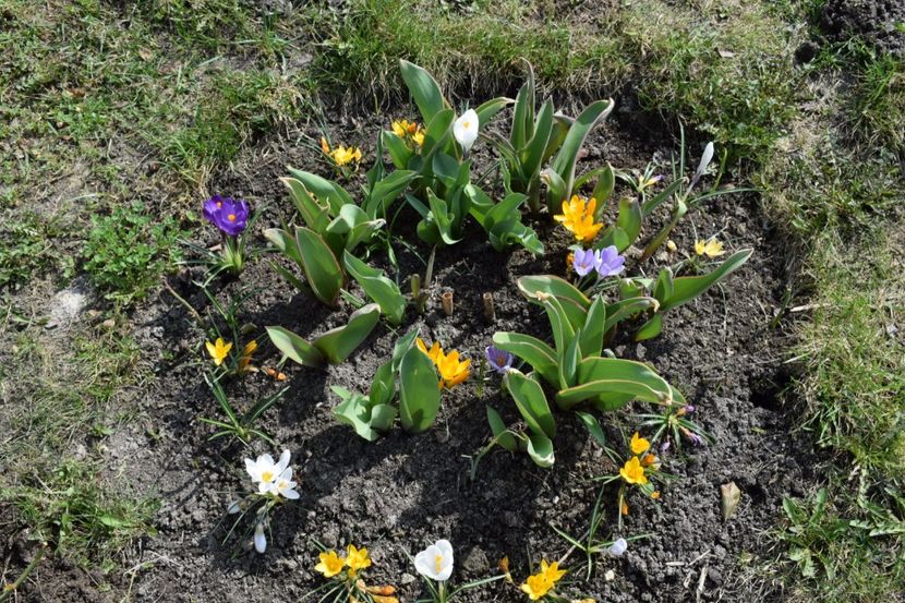  - Primavara lui 2018 in gradina mea