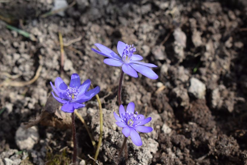  - Primavara lui 2018 in gradina mea
