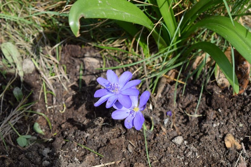  - Primavara lui 2018 in gradina mea