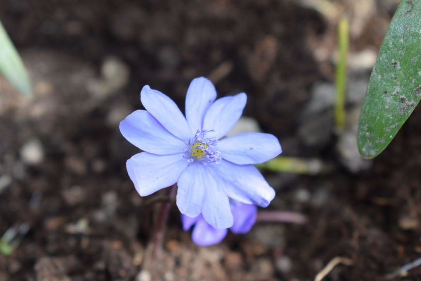  - Primavara lui 2018 in gradina mea