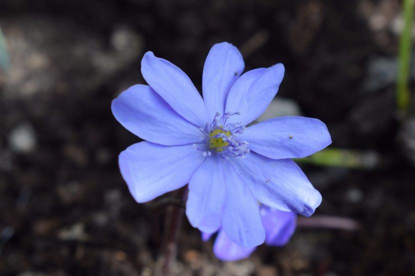  - Primavara lui 2018 in gradina mea