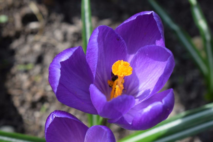  - Primavara lui 2018 in gradina mea