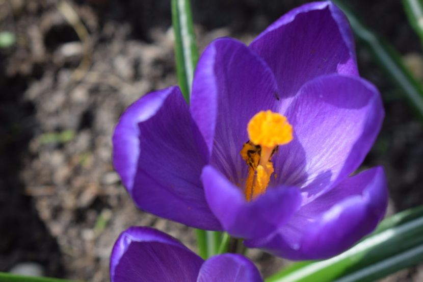  - Primavara lui 2018 in gradina mea