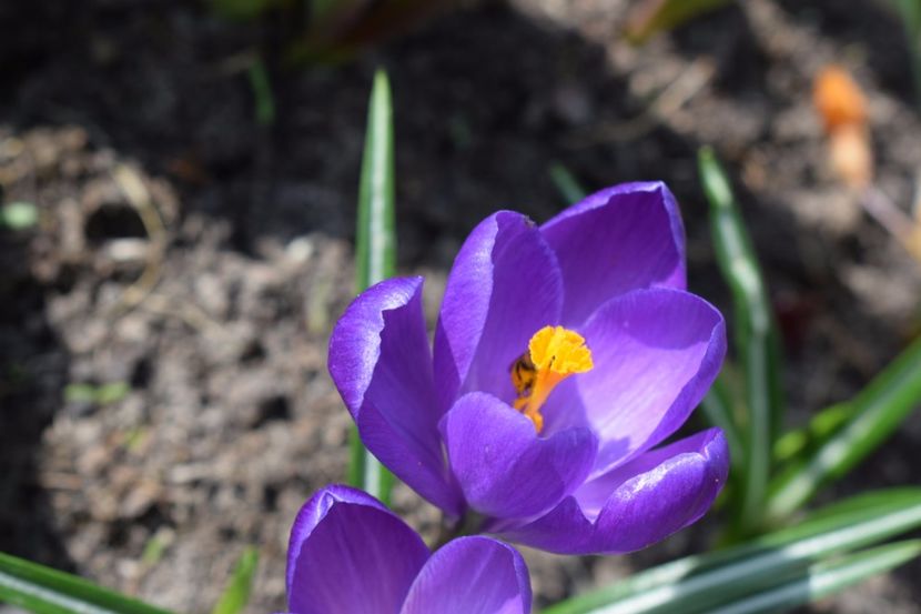  - Primavara lui 2018 in gradina mea