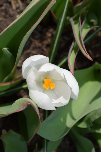  - Primavara lui 2018 in gradina mea