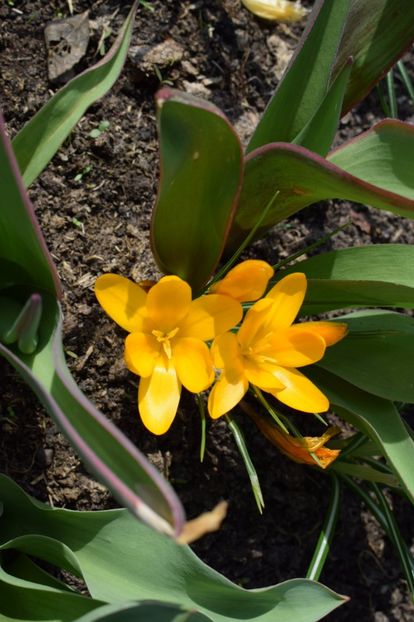  - Primavara lui 2018 in gradina mea