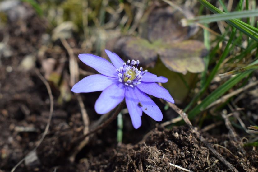  - Primavara lui 2018 in gradina mea