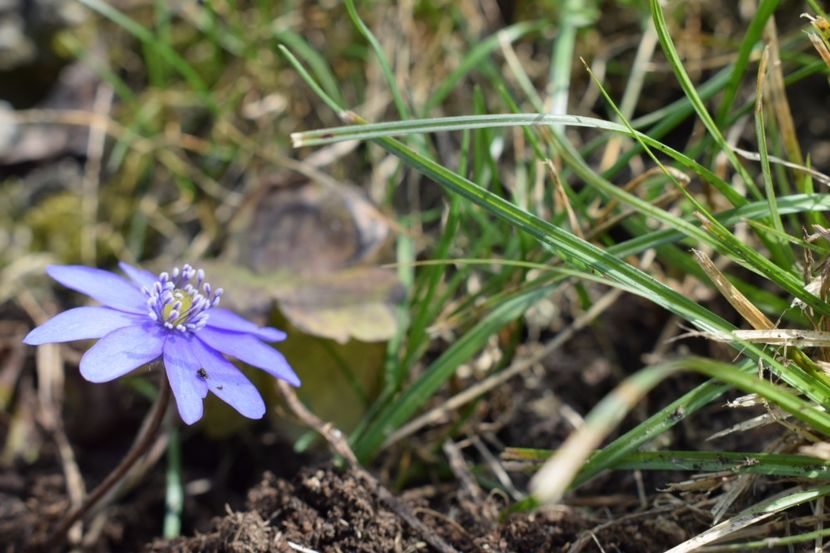  - Primavara lui 2018 in gradina mea