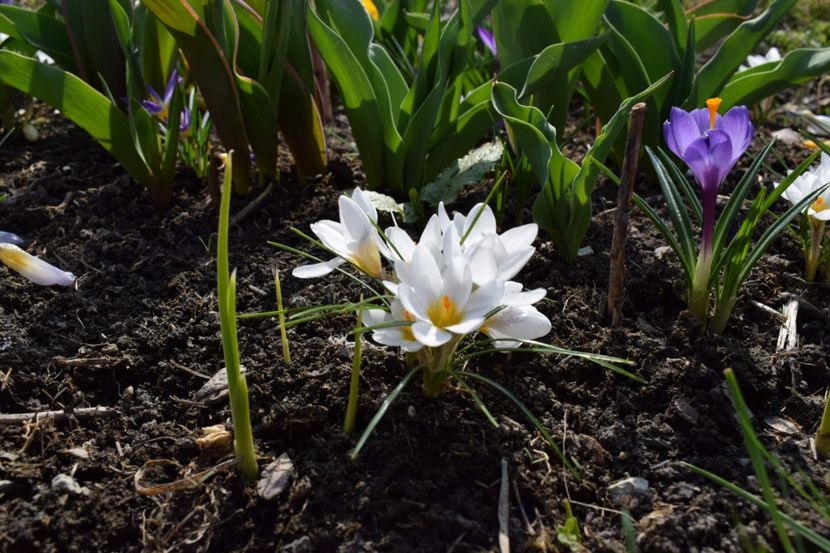  - Primavara lui 2018 in gradina mea