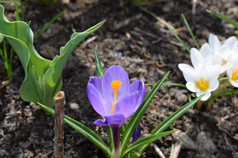  - Primavara lui 2018 in gradina mea