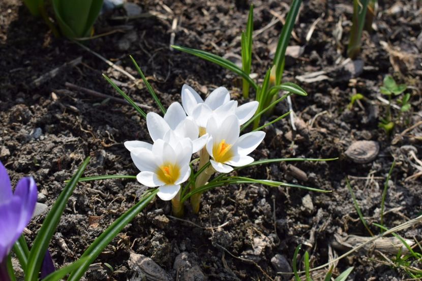  - Primavara lui 2018 in gradina mea