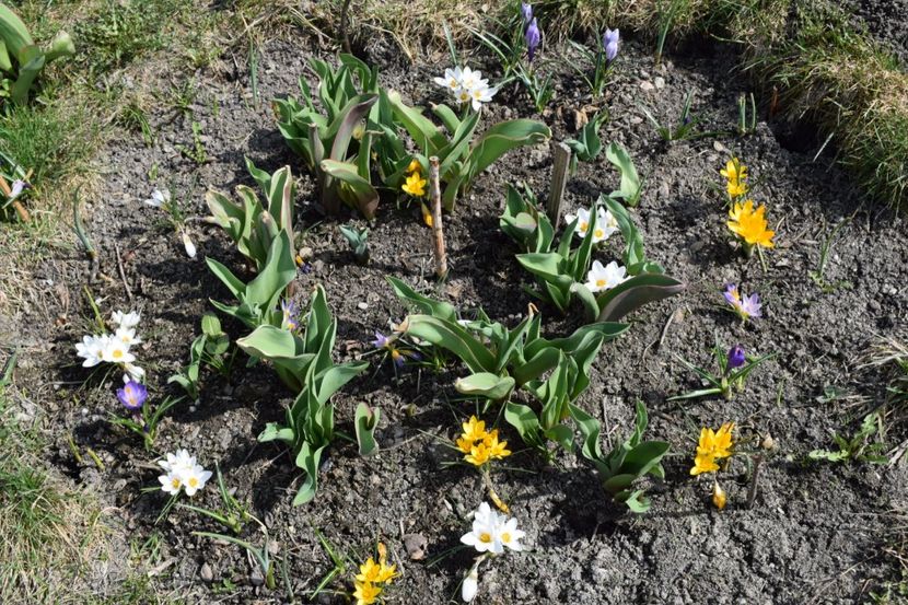  - Primavara lui 2018 in gradina mea