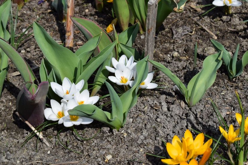  - Primavara lui 2018 in gradina mea