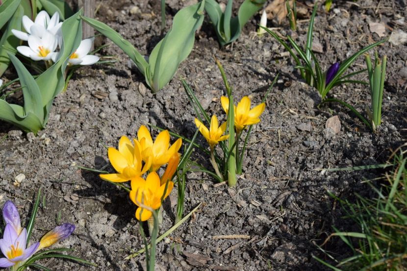  - Primavara lui 2018 in gradina mea