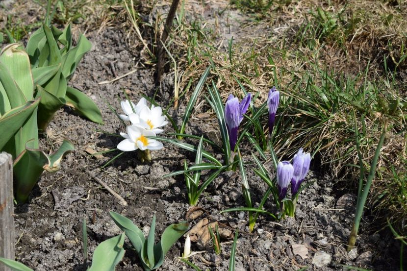  - Primavara lui 2018 in gradina mea