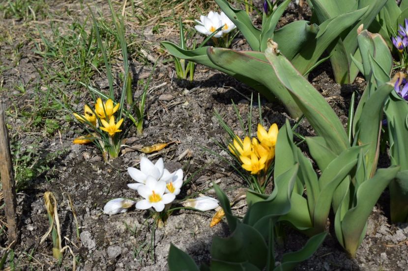  - Primavara lui 2018 in gradina mea