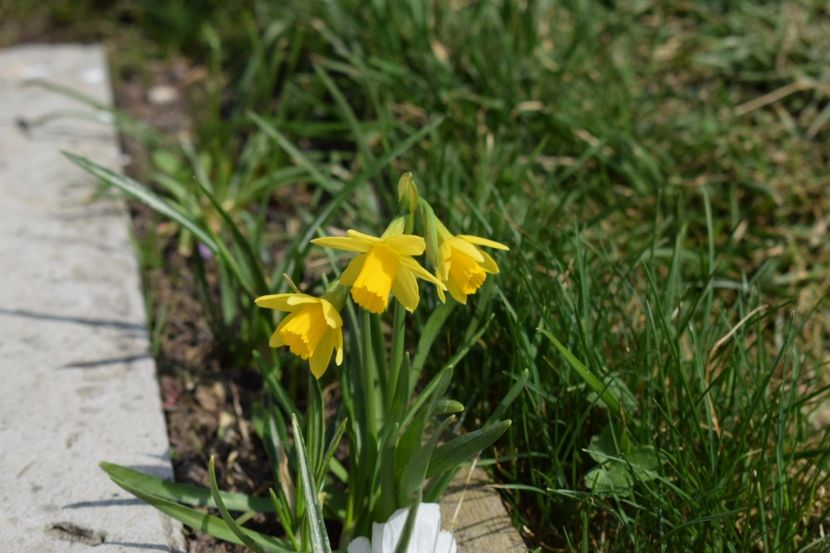  - Primavara lui 2018 in gradina mea