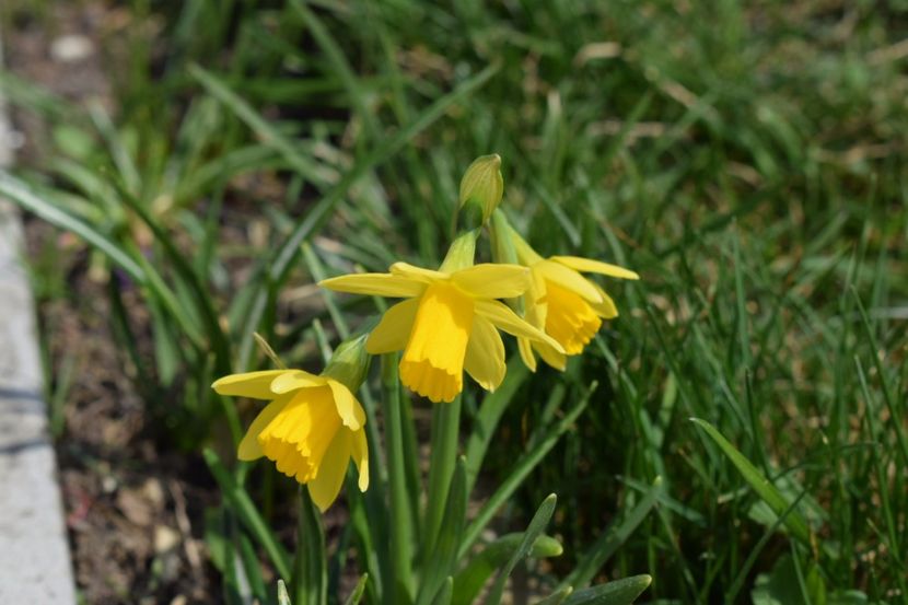  - Primavara lui 2018 in gradina mea