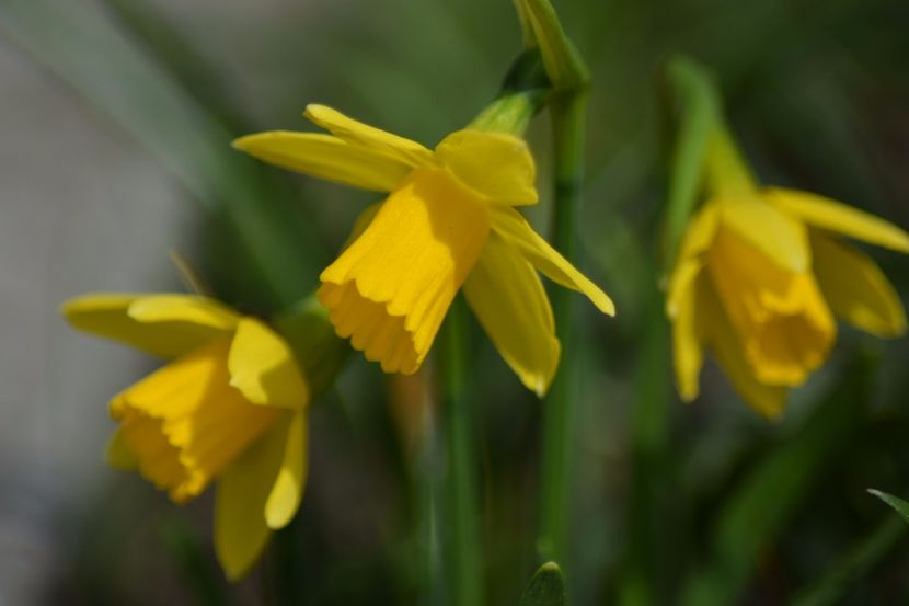  - Primavara lui 2018 in gradina mea