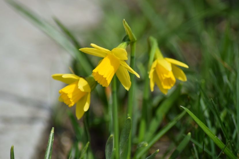  - Primavara lui 2018 in gradina mea