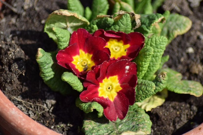  - Primavara lui 2018 in gradina mea