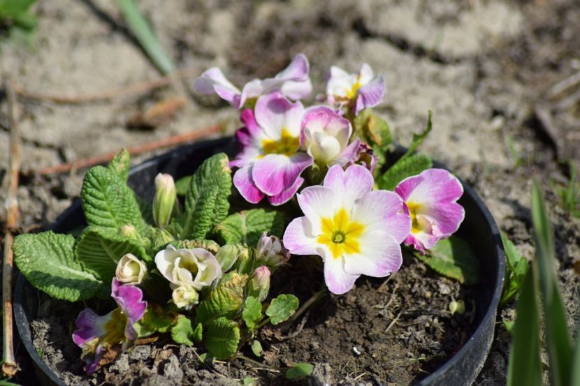  - Primavara lui 2018 in gradina mea