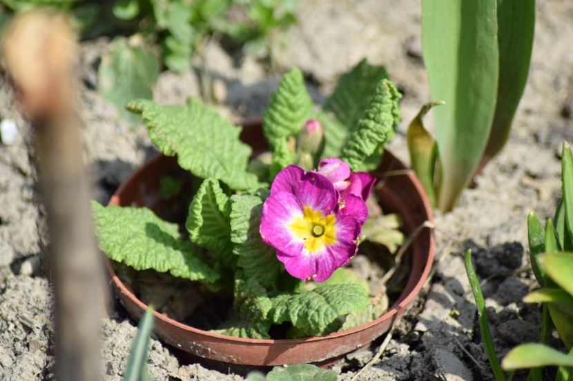  - Primavara lui 2018 in gradina mea