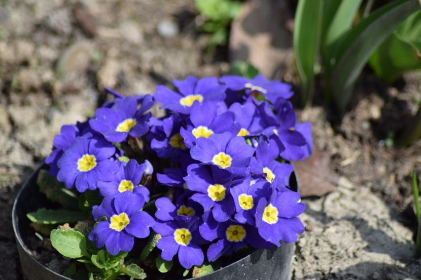  - Primavara lui 2018 in gradina mea