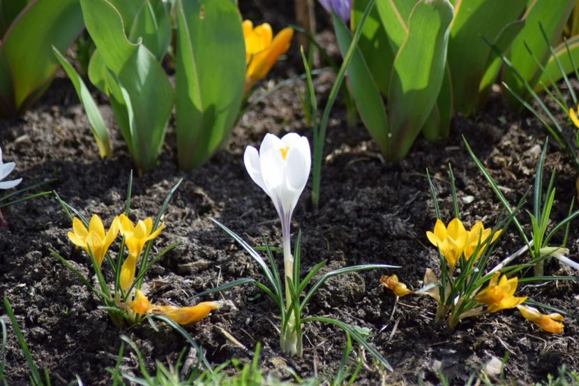  - Primavara lui 2018 in gradina mea